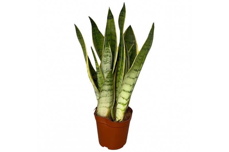 Sansevieria trifasciata white snow 
