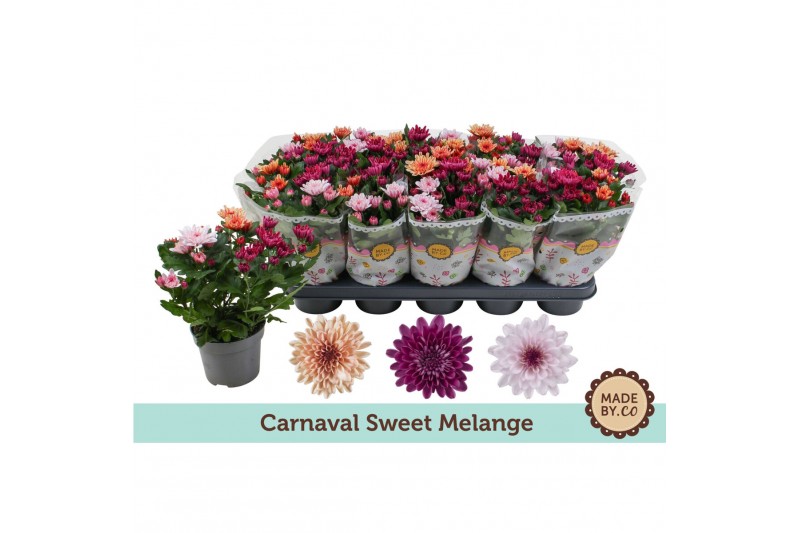 Chrysanthemum ind. mix carnaval mount aubisque 