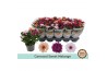 Chrysanthemum ind. mix carnaval mount aubisque
