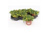 Sanvitalia procumbens geel