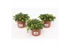 Sanvitalia procumbens geel 