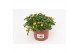 Sanvitalia procumbens geel 