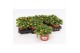 Sanvitalia procumbens geel 