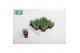 Aloe Humulis 