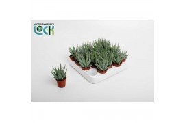 Aloe Humulis