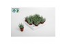 Aloe Humulis