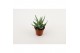 Aloe Humulis 