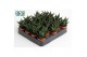 Haworthia limifolia 