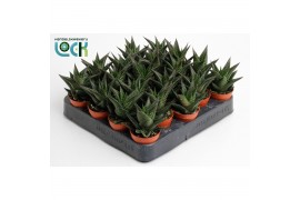 Haworthia limifolia