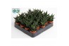 Haworthia limifolia