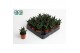 Haworthia limifolia 
