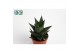 Haworthia limifolia 