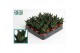 Haworthia limifolia 