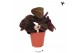 Calathea dottie Kolibri Greens Calathea Dottie 1 pp  cm diameter 