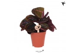 Calathea dottie Kolibri Greens Calathea Dottie 1 pp  cm diameter