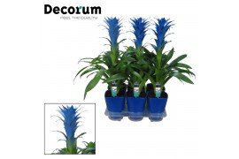 Guzmania Blue Ocean - Luxe keramiek
