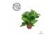 Monstera Piccolo - 3pp 