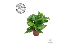 Monstera Piccolo - 3pp