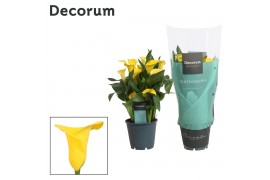 Zantedeschia summer sun decorum geel