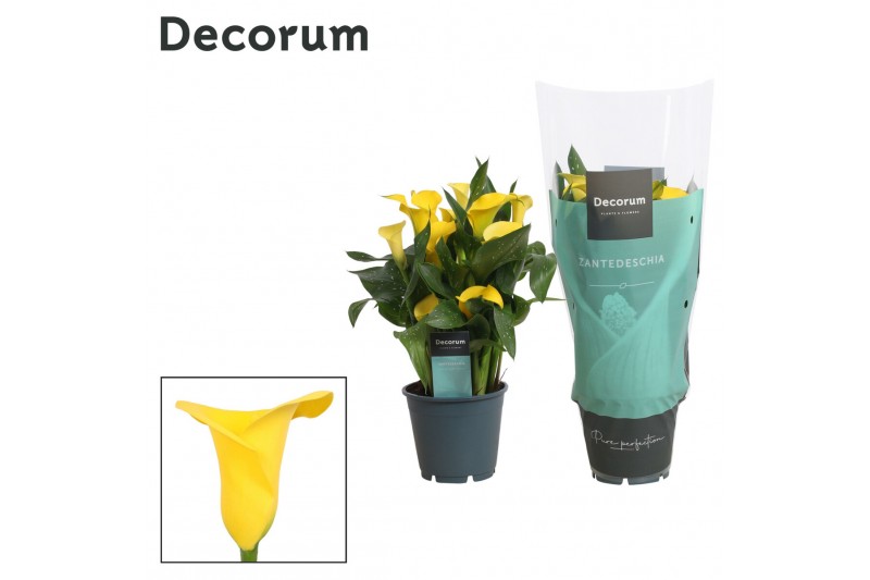 Zantedeschia summer sun decorum geel 