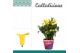 Zantedeschia summer sun geel  + potcover 