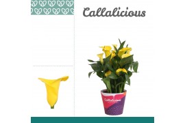 Zantedeschia summer sun geel  + potcover