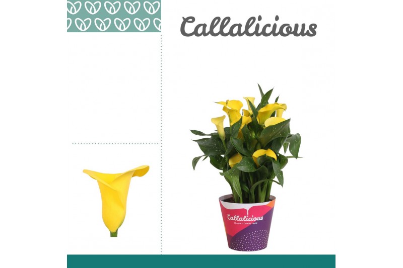 Zantedeschia summer sun geel  + potcover 