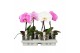 Phalaenopsis mix One P9 A2 Mix 1 spike 1 bl. 1 tak/plnt 350 gram 