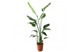 Strelitzia nicolai