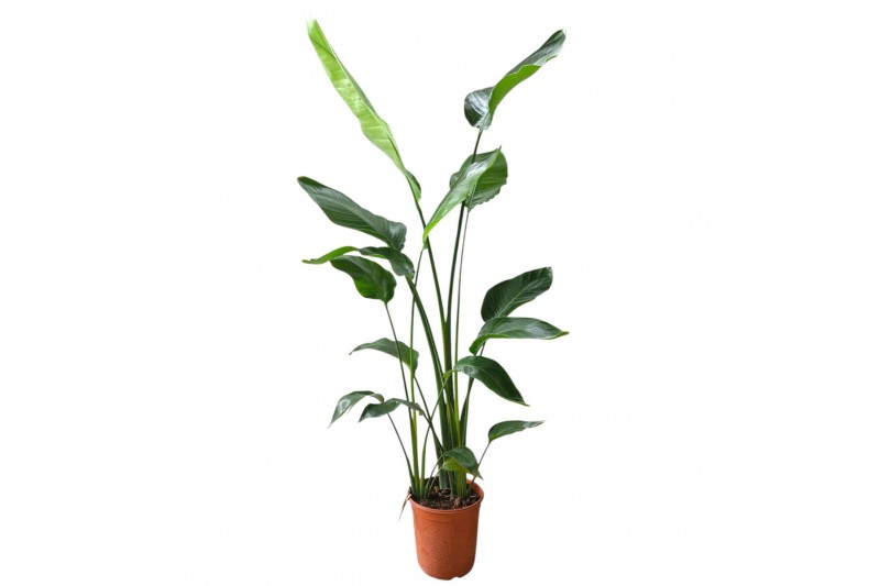 Strelitzia nicolai 