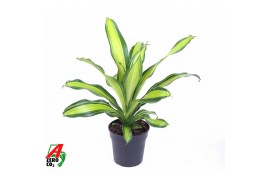 Dracaena fragr. charley kopstek