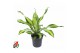 Dracaena fragr. charley 