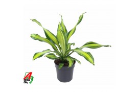 Dracaena fragr. charley