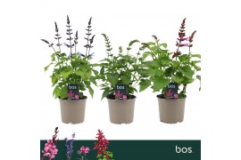 Salvia salgoon mix Lake Mix