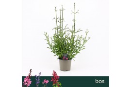 Verbena bonariensis Bonne Blue
