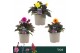 Dahlia hypnotica mix Gardenetta Mix 