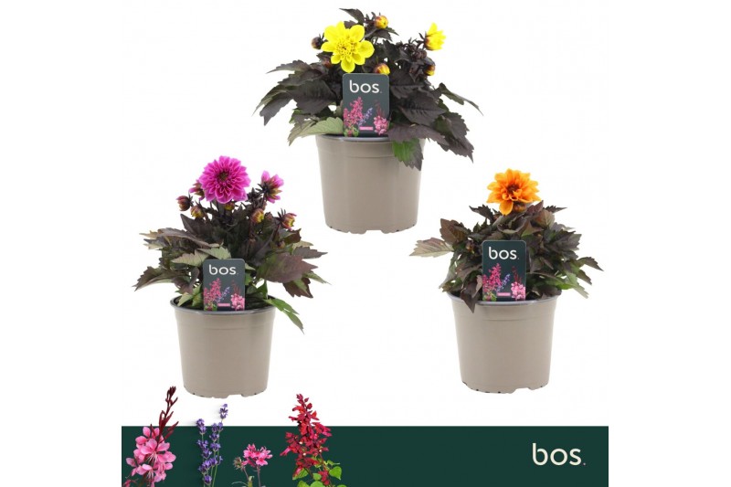Dahlia hypnotica mix Gardenetta Mix 