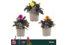 Dahlia hypnotica mix Gardenetta Mix