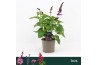 Salvia salgoon lake flamingo