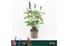 Salvia salgoon lake onega improved