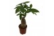 Pachira aquatica trunk compact 
