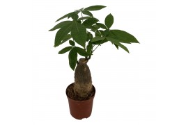 Pachira aquatica trunk compact