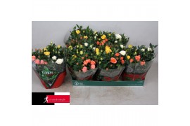 Rosa kordana mix pastel schaal (3 kleuren mix)