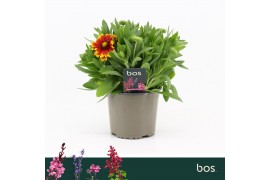 Gaillarda aristata gallo dark bicolour Gaillardia Aristata, Gallo Dark