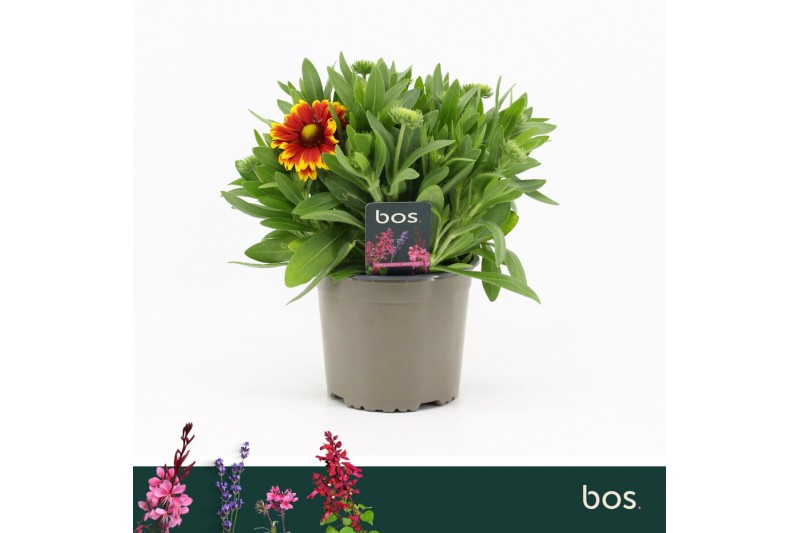 Gaillarda aristata gallo dark bicolour Gaillardia Aristata, Gallo Dark Gaillarda aristata gallo dark bicolour Gaillardia Aristata, Gallo Dark