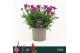 Dianthus (plumarius grp) mountain frost pink Dianthus, Mountain Frost  