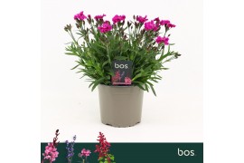 Dianthus (plumarius grp) mountain frost pink Dianthus, Mountain Frost 