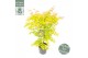 Acer palmatum orange dream 
