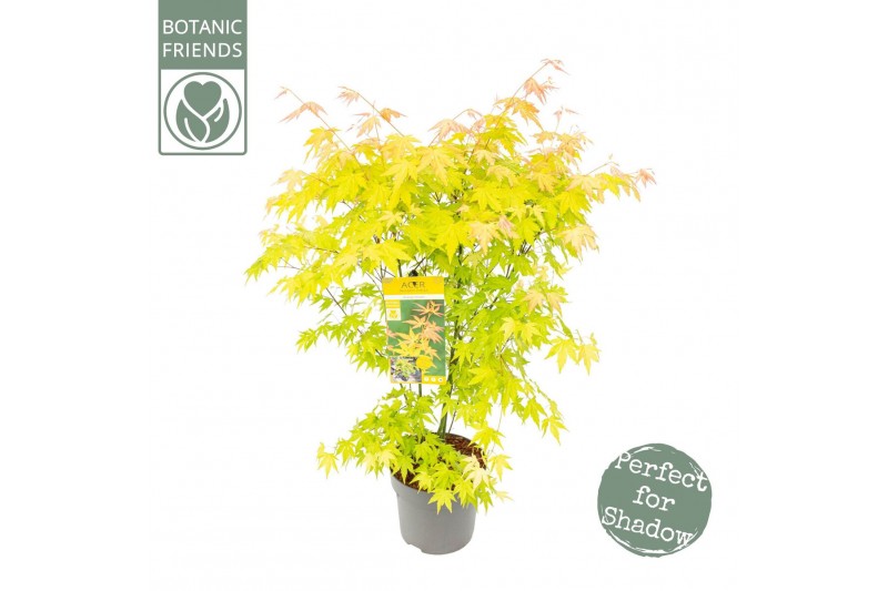 Acer palmatum orange dream 