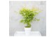 Acer palmatum orange dream 